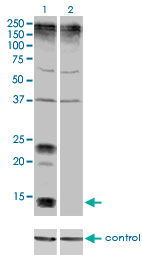 KCNE1 / MinK Antibody - Western blot analysis of KCNE1 over-expressed 293 cell line, cotransfected with KCNE1 Validated Chimera RNAi (Lane 2) or non-transfected control (Lane 1). Blot probed with KCNE1 monoclonal antibody (M01), clone 5B12 . GAPDH ( 36.1 kDa ) used as specificity and loading control.