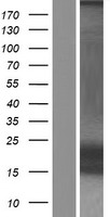 KCNE1 / MinK Protein - Western validation with an anti-DDK antibody * L: Control HEK293 lysate R: Over-expression lysate