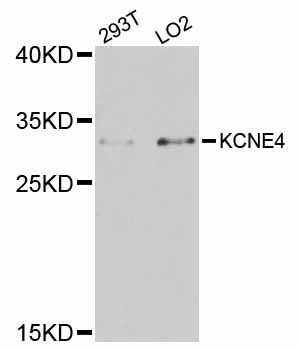 KCNE4 Antibody - Western blot analysis of extracts of various cell lines, using KCNE4 antibody at 1:3000 dilution. The secondary antibody used was an HRP Goat Anti-Rabbit IgG (H+L) at 1:10000 dilution. Lysates were loaded 25ug per lane and 3% nonfat dry milk in TBST was used for blocking. An ECL Kit was used for detection and the exposure time was 90s.