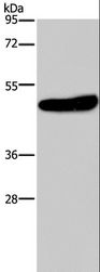 KCNG2 Antibody - Western blot analysis of Mouse brain tissue, using KCNG2 Polyclonal Antibody at dilution of 1:650.