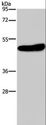 KCNG2 Antibody - Western blot analysis of Mouse brain tissue, using KCNG2 Polyclonal Antibody at dilution of 1:650.