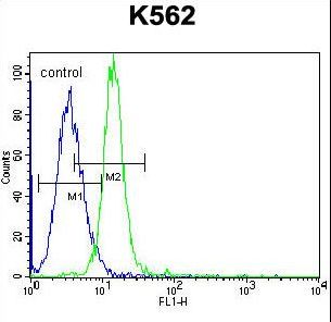 KCNH2 / HERG Antibody - KCNH2 Antibody flow cytometry of K562 cells (right histogram) compared to a negative control cell (left histogram). FITC-conjugated goat-anti-rabbit secondary antibodies were used for the analysis.