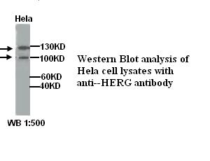 KCNH2 / HERG Antibody