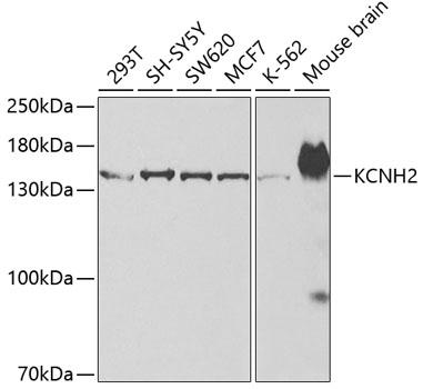 KCNH2 / HERG Antibody - Western blot analysis of extracts of various cell lines using KCNH2 Polyclonal Antibody at dilution of 1:500.