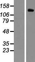 KCNH2 / HERG Protein - Western validation with an anti-DDK antibody * L: Control HEK293 lysate R: Over-expression lysate