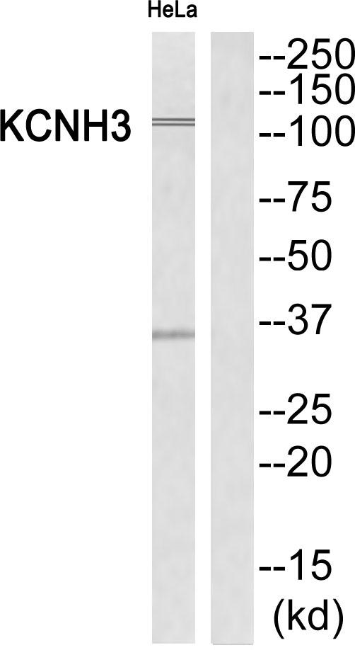 KCNH3 / Kv12.2 Antibody - Western blot analysis of extracts from HeLa cells, using KCNH3 antibody.