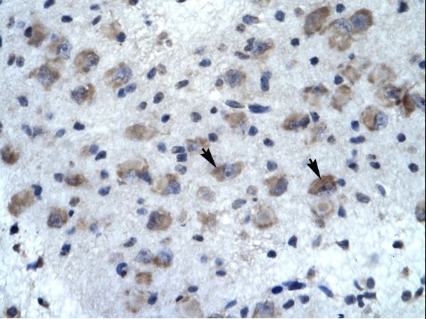 KCNH5 / Kv10.2 Antibody - Human Brain.  This image was taken for the unconjugated form of this product. Other forms have not been tested.