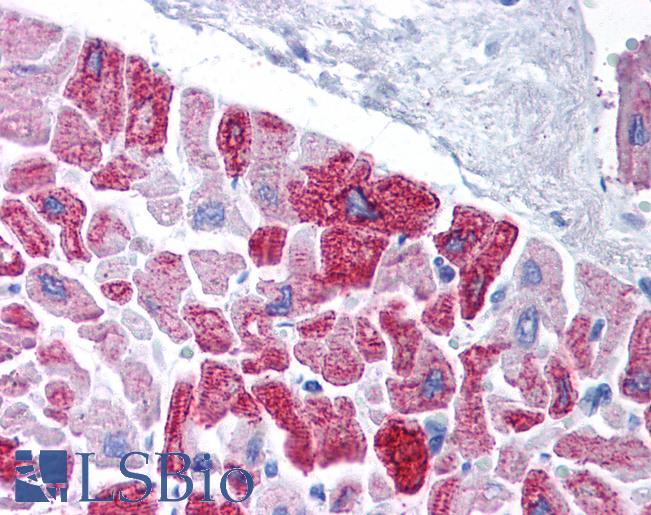 KCNH5 / Kv10.2 Antibody - Anti-KCNH5 / Kv10.2 antibody IHC of human heart. Immunohistochemistry of formalin-fixed, paraffin-embedded tissue after heat-induced antigen retrieval. Antibody concentration 5 ug/ml.  This image was taken for the unconjugated form of this product. Other forms have not been tested.