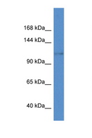 KCNH8 / ELK Antibody - KCNH8 / Kv12.1 antibody Western blot of Mouse Heart lysate. Antibody concentration 1 ug/ml. This image was taken for the unconjugated form of this product. Other forms have not been tested.