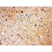 KCNIP2 / KCHIP2 Antibody - KCNIP2 antibody IHC-paraffin. IHC(P): Mouse Brain Tissue.