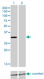 KCNIP2 / KCHIP2 Antibody - Western blot of KCNIP2 over-expressed 293 cell line, cotransfected with KCNIP2 Validated Chimera RNAi (Lane 2) or non-transfected control (Lane 1). Blot probed with KCNIP2 monoclonal antibody, clone 3E7. GAPDH ( 36.1 kD ) used as specificity and loading control.