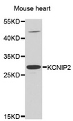 KCNIP2 / KCHIP2 Antibody - Western blot analysis of extracts of Mouse heart lysate.