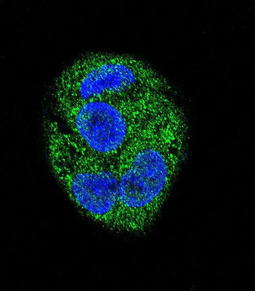 KCNIP3 / Dream / Calsenilin Antibody - Confocal immunofluorescence of KChIP3 Antibody (N-term M1) with HepG2 cell followed by Alexa Fluor 488-conjugated goat anti-rabbit lgG (green). DAPI was used to stain the cell nuclear (blue).