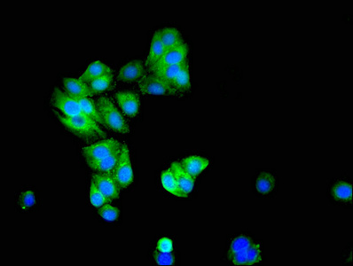 KCNIP3 / Dream / Calsenilin Antibody - Immunofluorescent analysis of HepG2 cells at a dilution of 1:100 and Alexa Fluor 488-congugated AffiniPure Goat Anti-Rabbit IgG(H+L)