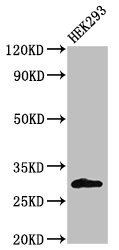 KCNIP3 / Dream / Calsenilin Antibody - Positive Western Blot detected in HEK293 whole cell lysate. All lanes: KCNIP3 antibody at 2 µg/ml Secondary Goat polyclonal to rabbit IgG at 1/50000 dilution. Predicted band size: 30, 27 KDa. Observed band size: 30 KDa