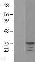 KCNIP4 / KCHIP4 Protein - Western validation with an anti-DDK antibody * L: Control HEK293 lysate R: Over-expression lysate