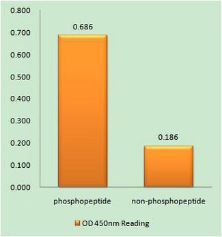 KCNJ1 / ROMK Antibody - ROMK/Kir1.1 (Phospho-Ser44/25) antibody reacts with epitope-specific phosphopeptide and corresponding non-phosphopeptide. The absorbance readings at 450 nM are shown in the ELISA figure.