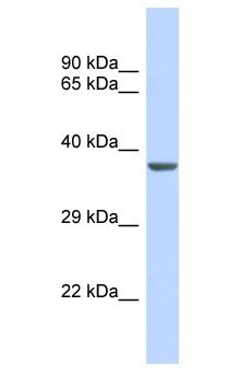 KCNJ11 / Kir6.2 Antibody - KCNJ11 / KIR6.2 antibody Western Blot of Fetal Heart. Antibody dilution: 1 ug/ml.  This image was taken for the unconjugated form of this product. Other forms have not been tested.