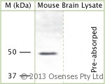 KCNJ12 / Kir2.2 Antibody - Rabbit antibody to KCNJ12. Rabbit antibody to cytoplasmic domain of KCNJ12 (KCNJN1, Kir2.2, IRK2): whole serum (OSK00021W) at a concentration of 30 microgram/ml; blocked with 1% LFDM for 15 minutes at room temperature with shake, primary antibody incubated for 15 minutes at room temperature, washed 3 times with PBST, 5 minutes each. Secondary antibody was also incubated for 15 minutes at room temperature.