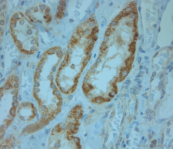 KCNJ13 / KIR7.1 Antibody - Rabbit antibody to KCNJ13 (2-50). IHC-P on paraffin sections of human kidney. HIER: Tris-EDTA, pH 9 for 20 min using Thermo PT Module. Blocking: 0.2% LFDM in TBST filtered through a 0.2 micron filter. Detection was done using Novolink HRP polymer from Leica following manufacturers instructions. Primary antibody: dilution 1:1000, incubated 30 min at RT (using Autostainer). Sections were counterstained with Harris Hematoxylin.