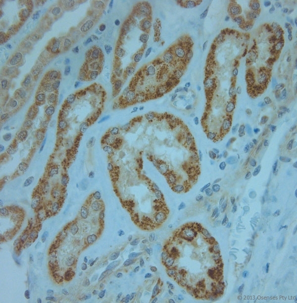 KCNJ13 / KIR7.1 Antibody - Rabbit antibody to KCNJ13 (2-50). IHC-P on paraffin sections of human kidney. HIER: Tris-EDTA, pH 9 for 20 min using Thermo PT Module. Blocking: 0.2% LFDM in TBST filtered through a 0.2 micron filter. Detection was done using Novolink HRP polymer from Leica following manufacturers instructions. Primary antibody: dilution 1:1000, incubated 30 min at RT (using Autostainer). Sections were counterstained with Harris Hematoxylin.