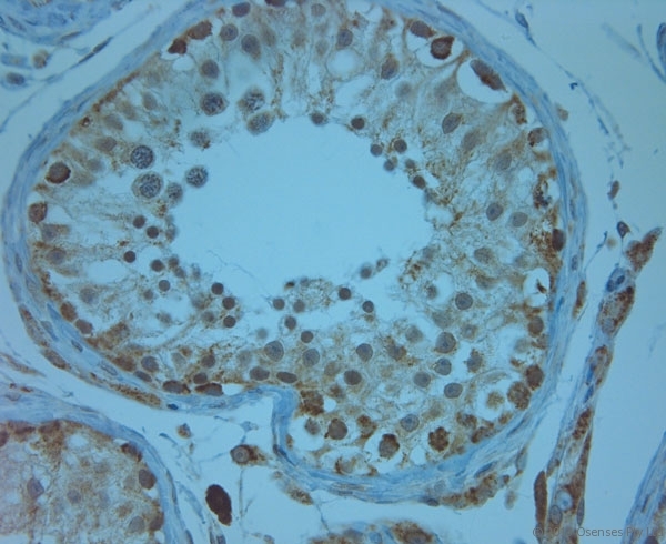 KCNJ13 / KIR7.1 Antibody - Rabbit antibody to KCNJ13 (2-50). IHC-P on paraffin sections of human testis. HIER: Tris-EDTA, pH 9 for 20 min using Thermo PT Module. Blocking: 0.2% LFDM in TBST filtered through a 0.2 micron filter. Detection was done using Novolink HRP polymer from Leica following manufacturers instructions. Primary antibody: dilution 1:1000, incubated 30 min at RT (using Autostainer). Sections were counterstained with Harris Hematoxylin.