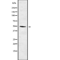KCNJ14 / KIR2.4 Antibody - Western blot analysis of KCNJ14 using RAW264.7 whole cells lysates