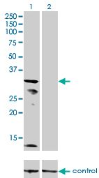 KCNJ15 / KIR4.2 Antibody - Western blot analysis of KCNJ15 over-expressed 293 cell line, cotransfected with KCNJ15 Validated Chimera RNAi (Lane 2) or non-transfected control (Lane 1). Blot probed with KCNJ15 monoclonal antibody (M01), clone 1B2 . GAPDH ( 36.1 kDa ) used as specificity and loading control.