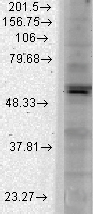 KCNJ2 / Kir2.1 Antibody - Western blot analysis of Kir2.1 in COS transient cells using a 1:1000 dilution of KCNJ2 / KIR2.1 antibody.  This image was taken for the unconjugated form of this product. Other forms have not been tested.