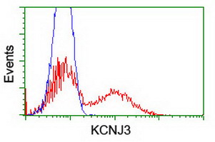 KCNJ3 / GIRK1 Antibody - HEK293T cells transfected with either overexpress plasmid (Red) or empty vector control plasmid (Blue) were immunostained by anti-KCNJ3 antibody, and then analyzed by flow cytometry.