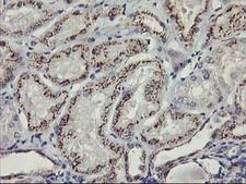 KCNJ3 / GIRK1 Antibody - IHC of paraffin-embedded Human Kidney tissue using anti-KCNJ3 mouse monoclonal antibody.