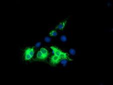 KCNJ3 / GIRK1 Antibody - Anti-KCNJ3 mouse monoclonal antibody immunofluorescent staining of COS7 cells transiently transfected by pCMV6-ENTRY KCNJ3.