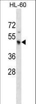 KCNJ3 / GIRK1 Antibody - KCNJ3 Antibody western blot of HL-60 cell line lysates (35 ug/lane). The KCNJ3 antibody detected the KCNJ3 protein (arrow).