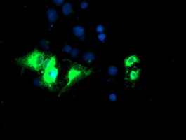 KCNJ3 / GIRK1 Antibody - Anti-KCNJ3 mouse monoclonal antibody immunofluorescent staining of COS7 cells transiently transfected by pCMV6-ENTRY KCNJ3.