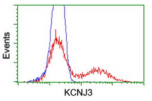 KCNJ3 / GIRK1 Antibody - HEK293T cells transfected with either overexpress plasmid (Red) or empty vector control plasmid (Blue) were immunostained by anti-KCNJ3 antibody, and then analyzed by flow cytometry.