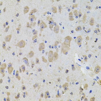 KCNJ3 / GIRK1 Antibody - Immunohistochemistry of paraffin-embedded mouse brain tissue.