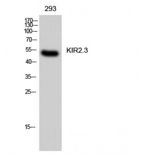 KCNJ4 / Kir2.3 Antibody - Western blot of KIR2.3 antibody