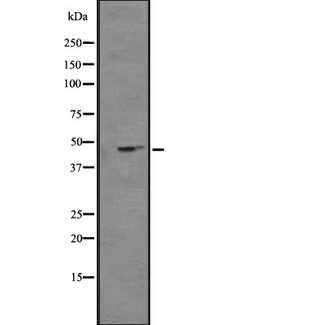 KCNJ4 / Kir2.3 Antibody - Western blot analysis of extracts of 293 cells using KCNJ4 antibody.