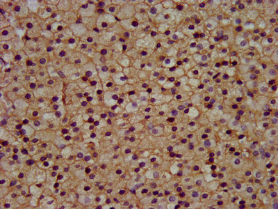 KCNJ5 / Kir3.4 / GIRK4 Antibody - Immunohistochemistry image at a dilution of 1:300 and staining in paraffin-embedded human adrenal gland tissue performed on a Leica BondTM system. After dewaxing and hydration, antigen retrieval was mediated by high pressure in a citrate buffer (pH 6.0) . Section was blocked with 10% normal goat serum 30min at RT. Then primary antibody (1% BSA) was incubated at 4 °C overnight. The primary is detected by a biotinylated secondary antibody and visualized using an HRP conjugated SP system.