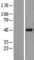KCNJ5 / Kir3.4 / GIRK4 Protein - Western validation with an anti-DDK antibody * L: Control HEK293 lysate R: Over-expression lysate