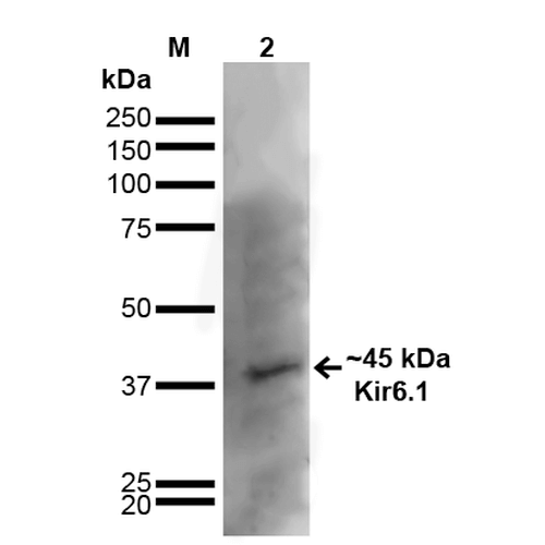KCNJ8 / Kir6.1 Antibody - Western Blot analysis of Rat Brain showing detection of ~45 kDa Kir6.1 protein using Mouse Anti-Kir6.1 Monoclonal Antibody, Clone S366-60. Lane 1: MW Ladder. Lane 2: Rat Brain. Load: 20 µg. Block: 2% GE Healthcare Blocker for 1 hour at RT. Primary Antibody: Mouse Anti-Kir6.1 Monoclonal Antibody  at 1:1000 for 16 hours at 4°C. Secondary Antibody: Goat Anti-Mouse IgG: HRP at 1:200 for 1 hour at RT. Color Development: ECL solution for 6 min at RT. Predicted/Observed Size: ~45 kDa. Other Band(s): ~100 kDa.