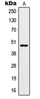 KCNJ9 / Kir3.3 / GIRK3 Antibody - Western blot analysis of Kir3.3 expression in rat brain (A) whole cell lysates.