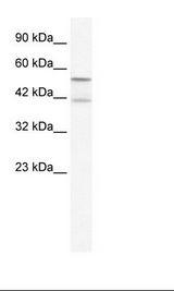 KCNK10 / TREK Antibody - HepG2 Cell Lysate.  This image was taken for the unconjugated form of this product. Other forms have not been tested.