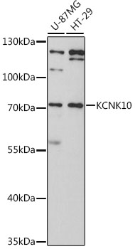 KCNK10 / TREK Antibody - Western blot analysis of extracts of various cell lines, using KCNK10 antibody at 1:3000 dilution. The secondary antibody used was an HRP Goat Anti-Rabbit IgG (H+L) at 1:10000 dilution. Lysates were loaded 25ug per lane and 3% nonfat dry milk in TBST was used for blocking. An ECL Kit was used for detection and the exposure time was 90s.