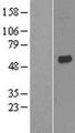 KCNK10 / TREK Protein - Western validation with an anti-DDK antibody * L: Control HEK293 lysate R: Over-expression lysate