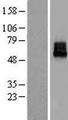 KCNK10 / TREK Protein - Western validation with an anti-DDK antibody * L: Control HEK293 lysate R: Over-expression lysate