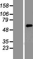 KCNK10 / TREK Protein - Western validation with an anti-DDK antibody * L: Control HEK293 lysate R: Over-expression lysate