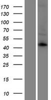 KCNK12 Protein - Western validation with an anti-DDK antibody * L: Control HEK293 lysate R: Over-expression lysate
