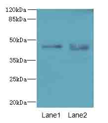 KCNK13 / THIK-1 Antibody - Western blot. All lanes: KCNK13 antibody at 8 ug/ml. Lane 1: HepG-2 whole cell lysate. Lane 2: LO2 whole cell lysate. Secondary Goat polyclonal to Rabbit IgG at 1:10000 dilution. Predicted band size: 45 kDa. Observed band size: 45 kDa.
