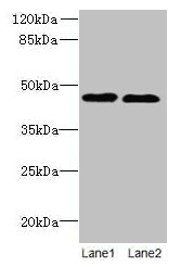 KCNK13 / THIK-1 Antibody - Western blot All lanes: KCNK13 antibody at 8µg/ml Lane 1: HepG2 whole cell lysate Lane 2: LO2 whole cell lysate Secondary Goat polyclonal to rabbit IgG at 1/10000 dilution Predicted band size: 46 kDa Observed band size: 46 kDa